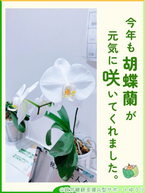 🪴

こんにちは🌱
ゆうりです😊✨

　　
ゆうりの胡蝶蘭が、
今年もきれいな花を
咲かせてくれました🌸

昨年も胡蝶蘭の開花をお知らせしましたが、
今年もうれしいご報告ができてうれしいです😊

いつも観葉植物のお世話をしてくださっている
利用者さんも、大喜び🙌✨

今回は、昨年とは別の株から
なんと3輪も開花しました！🌼🌼🌼

お世話を続ける中でこんなにたくさんの
花が咲いたのは今回が初めての事。
職員も利用者さんも、みんなで成長を喜びました😊

3輪の花は自分で支えるには少し重たいようで、
玄関に置いてあるプレートにそっと葉を預けながら、
元気いっぱいに咲き誇ってくれています🌿

　　
開花までの成長の様子は、利用者さんが
少しずつ写真に残してくれていました📷✨
今回はその成長記録を少しだけお裾分け🥄🤏

少しずつ花開いていく姿を、ぜひご覧ください😊❤︎

　　　　
__________________________________

🌴事業所拡大につき利用者さん募集中🌴
　ゆうりで一緒に働きませんか？？
少しでも興味ある方、見学もお待ちしています✨

⭐︎あなたと一緒に笑って通える日が訪れますように⭐︎

🌷🤗お気軽にお問い合わせください🤗🌷
　☎️052-212-8412 (平日10:00-16:00)

__________________________________

　　
#継続支援
#就労継続支援a型
#障がい者支援施設
#会計
#胡蝶蘭
